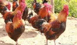 福清鸡哥爆料视频大全,揭秘幕后真相与精彩瞬间