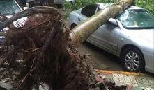 大树爆料视频完整版下载,完整版视频下载全解析